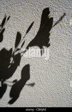 Hibiscus, Hibiscus L., nature, fleurs, plantes (CTK Photo/Marketa Hofmanova) Banque D'Images