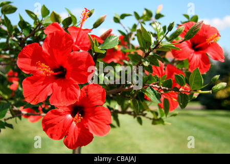 Hibiscus, Hibiscus L., nature, fleurs, plantes (CTK Photo/Marketa Hofmanova) Banque D'Images