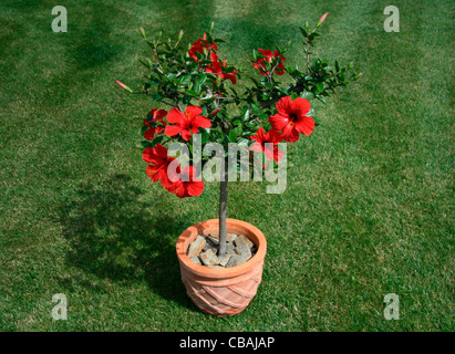 Hibiscus, Hibiscus L., nature, fleurs, plantes (CTK Photo/Marketa Hofmanova) Banque D'Images