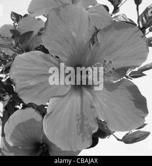 Hibiscus, Hibiscus L., nature, fleurs, plantes (CTK Photo/Marketa Hofmanova) Banque D'Images