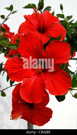 Hibiscus, Hibiscus L., nature, fleurs, plantes (CTK Photo/Marketa Hofmanova) Banque D'Images
