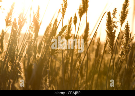 Sunlit Roseaux Phragmites Holkham Norfolk Banque D'Images