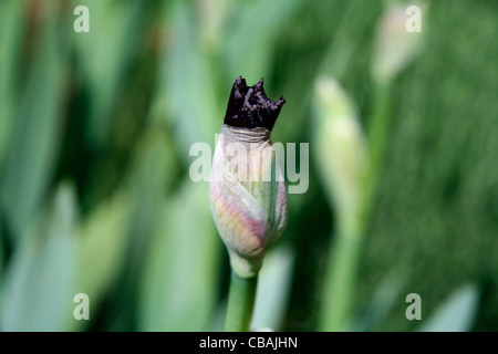 Iris, nature, fleurs, plantes (CTK Photo/Marketa Hofmanova) Banque D'Images