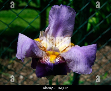 Iris, nature, fleurs, plantes (CTK Photo/Marketa Hofmanova) Banque D'Images