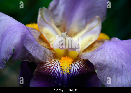 Iris, nature, fleurs, plantes (CTK Photo/Marketa Hofmanova) Banque D'Images