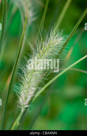 Pennisetum alopecuroides 'Hameln' Banque D'Images