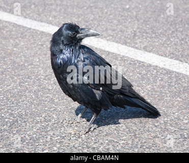 Grand Corbeau (Corvus corax), Bryce Canyon National Park, Utah, USA. Banque D'Images