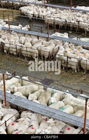 Moutons et agneaux gallois dans des enclos en attente d'être vendus aux enchères de bétail à Dolgellau Banque D'Images