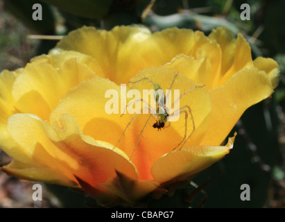 Green Spider lynx (Peucetia viridans) sur jaune fleur de cactus de manger un petit insecte Banque D'Images