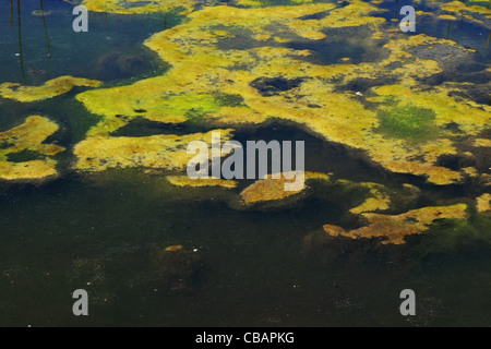 Tapis d'algues vertes se développe sur une surface de l'étang Banque D'Images