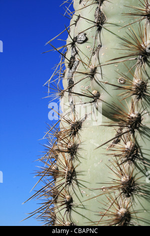 Cactus Saguaro (Carnegiea gigantea) trunk Banque D'Images