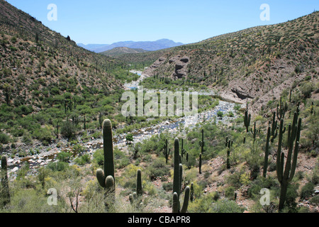 Salomé Creek Canyon en Arizona entouré de saguaro cactus Banque D'Images