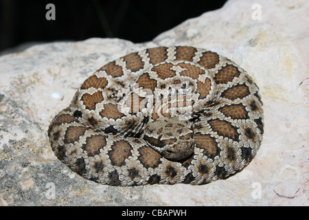 Crotale des prairies (Crotalus viridis) enroulé sur un rocher Banque D'Images