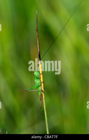 Cricket sur un brin d'herbe dans un pré. Les antennes de l'insecte est beaucoup plus long que son corps. Banque D'Images