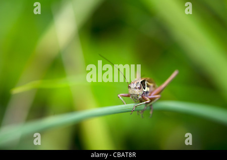 Cricket sur un brin d'herbe dans une prairie de Claivaux les lacs, le Jura,France Banque D'Images