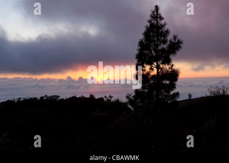 Pin canarien qui se profile comme le soleil se couche derrière les nuages vus d'environ 1000 mètres au-dessus du niveau de la mer sur l'île de Tenerife, Canary Isl Banque D'Images