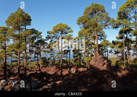 Pins canariens de plus en plus la roche volcanique dans le corona forestal à environ 1500 mètres au-dessus du niveau de la mer sur Tenerife, est Banque D'Images