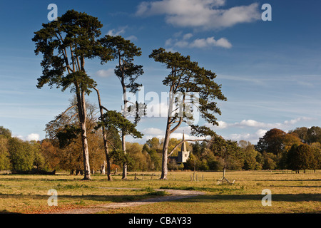 Vue lointaine sur un champ avec un peuplement de pins sylvestres de la flèche de l'église All Saints en bas Ampney Banque D'Images