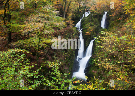 Ghyll stock Stock Ghyll Force chute d'eau à bois en plein automne couleur, Ambleside, Lake District, Cumbria, Royaume-Uni Banque D'Images