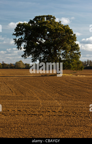 Lonely tree in field fraîchement labourés Banque D'Images