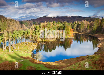 Vue sur Tarn Hows de pins dans couleurs d'automne casting réflexions sur la surface calme, Lake District, Cumbria, Royaume-Uni Banque D'Images