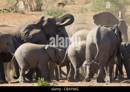 Famille d'éléphants africains jouant dans la poussière (Loxodonta africana) Banque D'Images