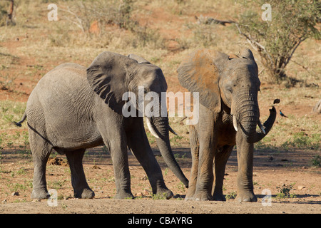 Deux petits éléphants africains jouant dans la poussière (Loxodonta africana) Banque D'Images