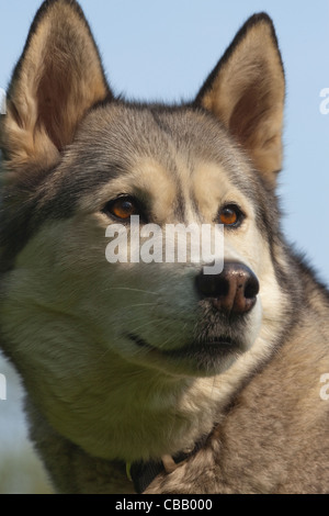 Husky de Sibérie (Canis lupus familiaris). Portrait. Banque D'Images