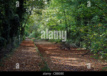 Le Thames Path - image shot inn automne montrant pas d'eau dans la rivière Banque D'Images