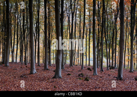 L'automne à West Woods, près de Marlborough dans le Wiltshire Banque D'Images