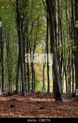 L'automne à West Woods, près de Marlborough dans le Wiltshire Banque D'Images