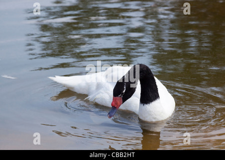 Cygne à cou noir (Cygnus melanocoryphus). Banque D'Images