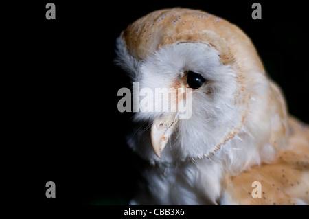 La taxidermie Barn Owl Banque D'Images