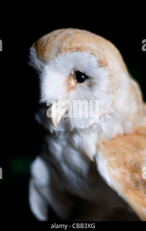 La taxidermie Barn Owl Banque D'Images