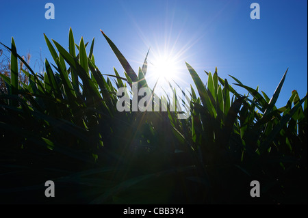 Vue rapprochée de l'herbe avec ciel bleu Banque D'Images