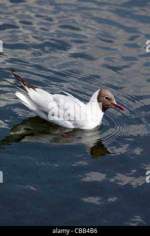 Mouette rieuse (Larus ridibundus). Le plumage d'été. L'éclairage latéral de la tête montrant la couleur à être brown plutôt que noir. Banque D'Images