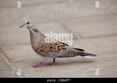 Turtle Dove (Streptopelia turtur). Marchant sur un sentier de pierre le jardin d'un drapeau. Le Norfolk. Banque D'Images