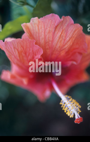 Les Îles Cook, Kūki 'Āirani, Océan Pacifique Sud, hibiscus blossom Banque D'Images