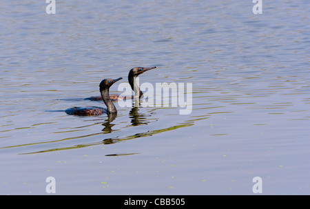 Deux Indiens les cormorans en plumage nuptial la natation dans l'eau du lac bleu Banque D'Images