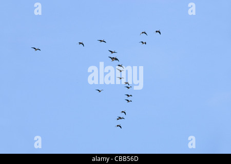 Les Oies à bec court Anser platyrhynchus. Pelote. Banque D'Images