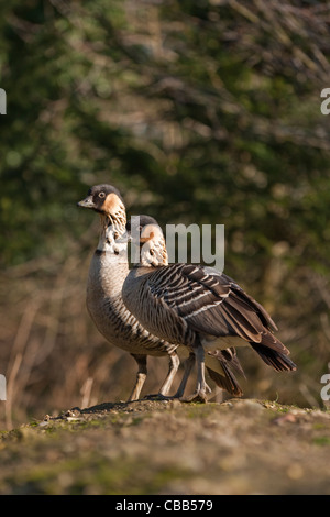 Hawaiian oies ou Ne-Ne (Branta sandvicensis). Espèce Endangeres. Hawaii. Banque D'Images