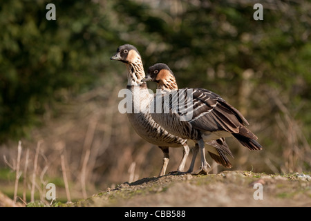 Hawaiian oies ou Ne-Ne (Branta sandvicensis). Paire. Espèce Endangeres. Hawaï Banque D'Images