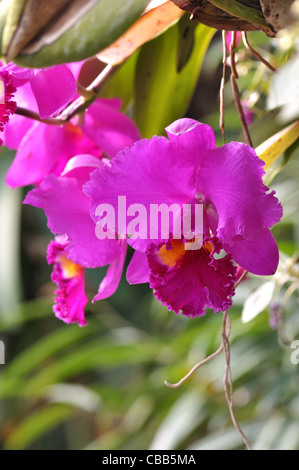 Fleurs orchidée Cattleya lumineux Banque D'Images