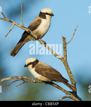 2 blanc(Eurocephalus ruppelli couronné migratrice). Banque D'Images