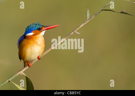 King Fisher Malachite sur une branche. Banque D'Images