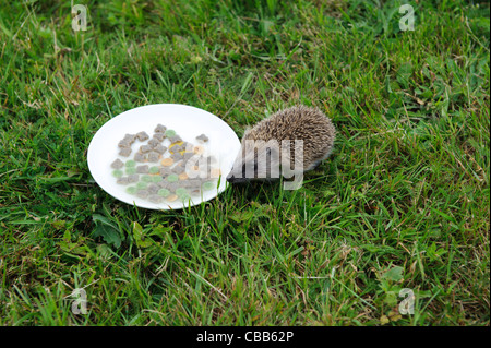 Stock photo d'un bébé hérisson boire d'une soucoupe remplie de lait et de la nourriture pour chats. Banque D'Images