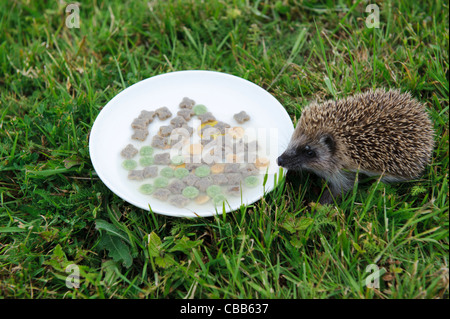 Stock photo d'un bébé hérisson boire d'une soucoupe remplie de lait et de la nourriture pour chats. Banque D'Images