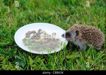 Stock photo d'un bébé hérisson boire d'une soucoupe remplie de lait et de la nourriture pour chats. Banque D'Images