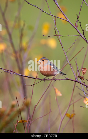 Chaffinch Fringilla coelebs mâle en hiver sur des gaulis de bouleau Banque D'Images