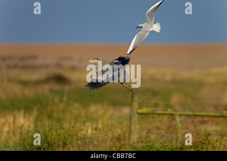 Le héron gris Ardea cinerea est attrapé par des goélands Banque D'Images